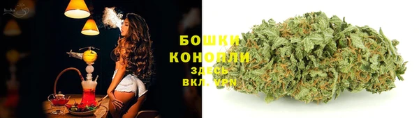 прущие грибы Абинск